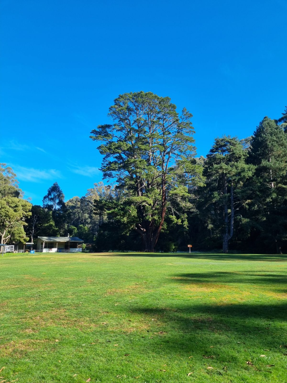 Australias largest Monterey Pine