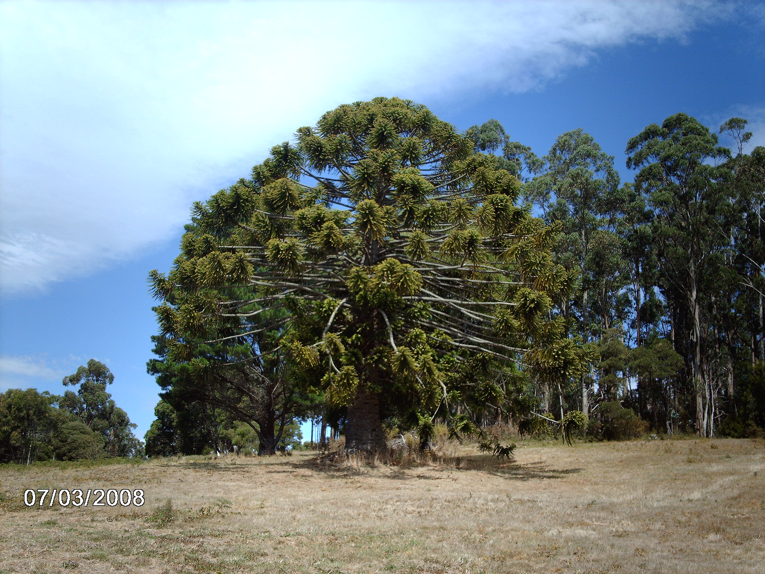 Monkey Puzzle Tree